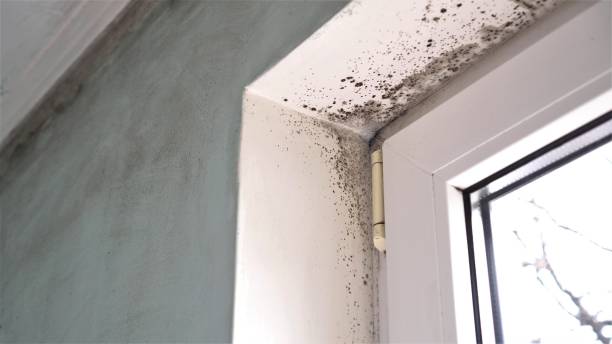 Best Mold Cleaning Services  in Georgetown, DE