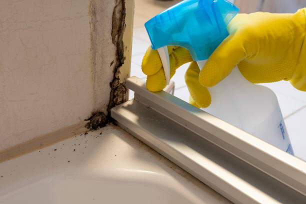 Best Home Mold Removal  in Georgetown, DE
