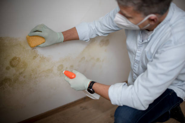 Best Toxic Mold Removal  in Georgetown, DE
