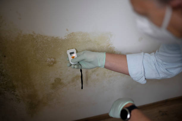 Best Mold Testing  in Georgetown, DE