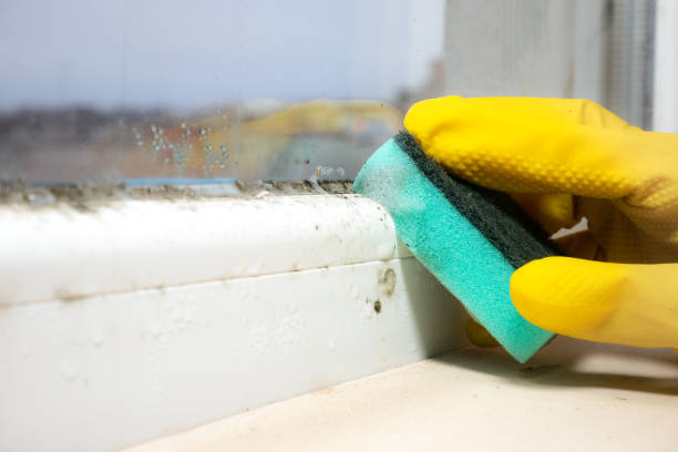 Best Same-Day Mold Removal  in Georgetown, DE
