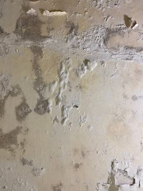 Best Emergency Mold Removal  in Georgetown, DE