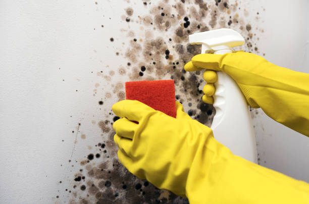 Crawl Space Mold Removal in Georgetown, DE