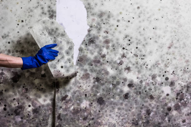 Best Mold Removal Company Near Me  in Georgetown, DE